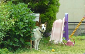 見送る犬「コロ」