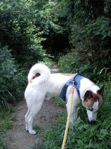 船津神社の裏手、草むらで和む犬