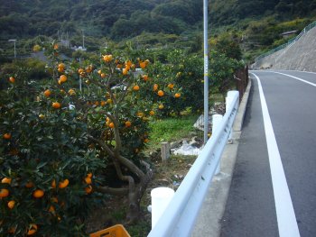 豊浜大橋へと続く登板道