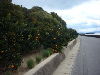 岡村島、愛媛県今治市関前岡村