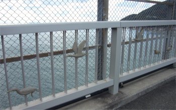 豊浜大橋の欄干のアビ
