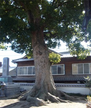 呉ヘリテージ、大東寺のクスノキ