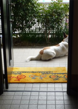 ダスキン玄関マット ダスキン玄関マット