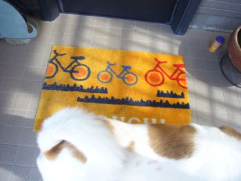 日曜の午後、犬とマット 日曜の午後、犬とマット