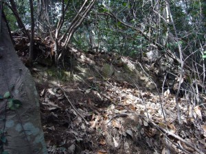 丸小山城跡の石積か*