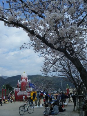 広公園の桜