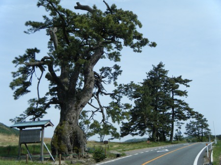 三瓶・定めの松 三瓶・定めの松