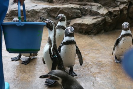 ペンギン館 ペンギン館