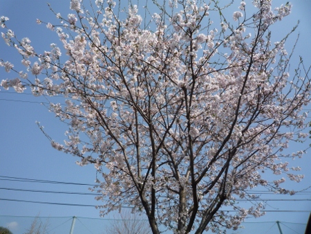 さくら さくら