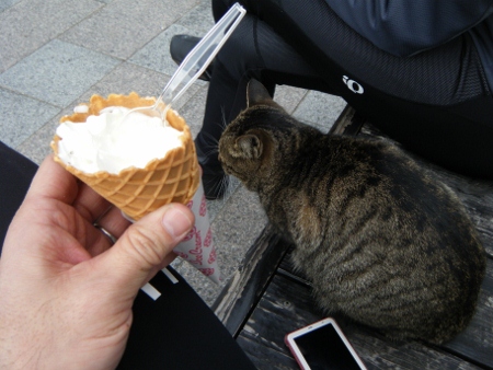猫が待ち構えてる 猫が待ち構えてる