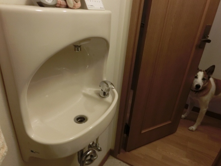 かんせー かんせー