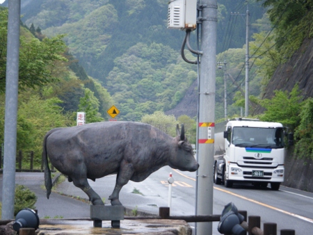牛が…
