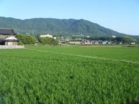 郷原の田んぼ