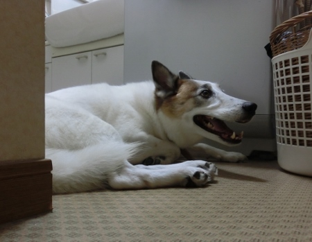 怖がる犬