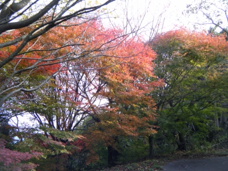 紅葉