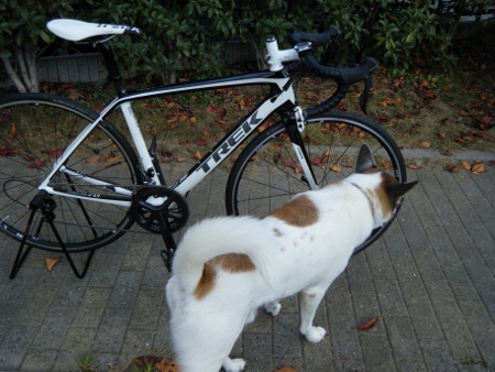犬チェック