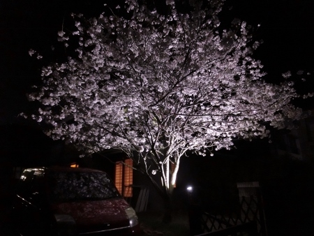夜桜