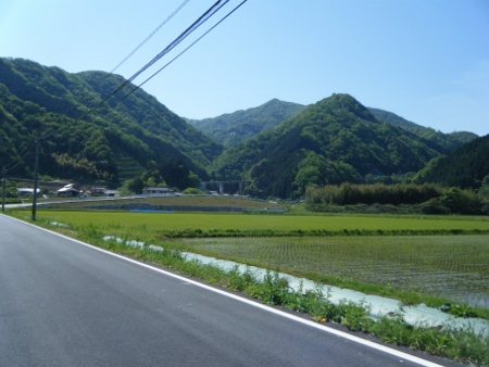 日桜ロード