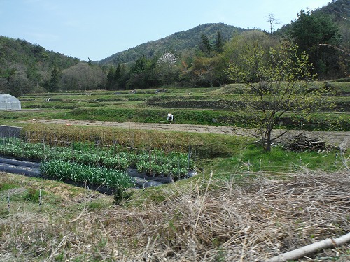 いきなり田園風景