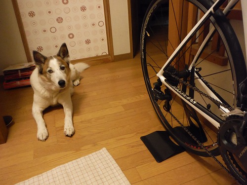 お見送り犬