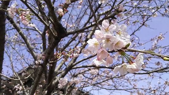 自宅桜