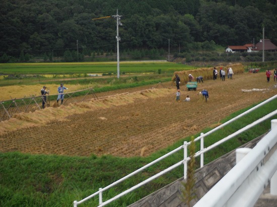 総出で稲刈り
