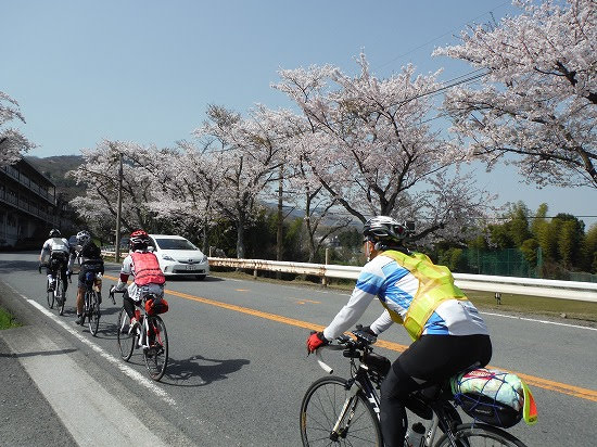 ここも桜きれい