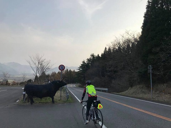 あ、牛!