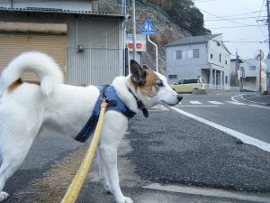 若く締まった体つき