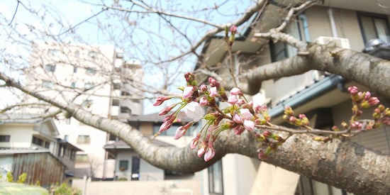 庭の桜