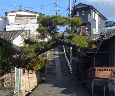 ヘリテージ・道路に覆いかぶさる松